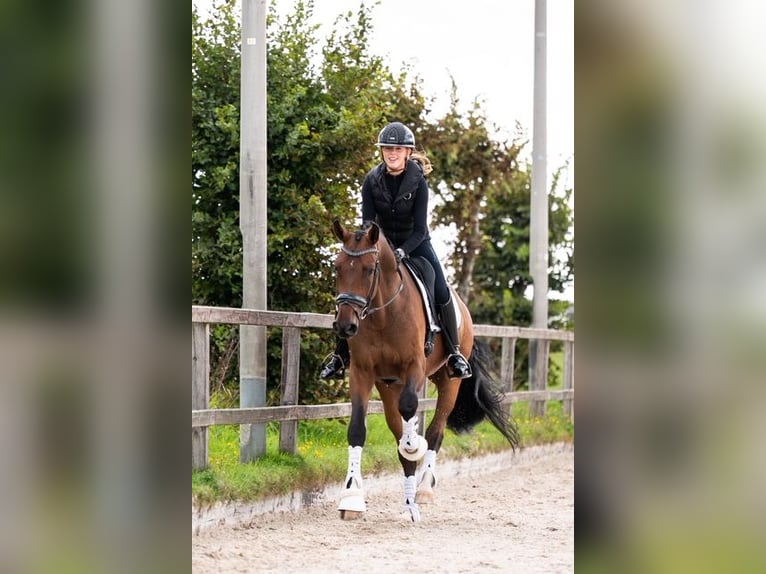 Danish Warmblood Gelding 6 years 16,2 hh Brown in Nieuw-Vennep