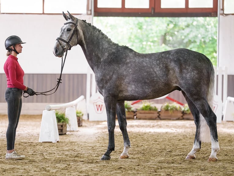 Danish Warmblood Gelding 6 years 17.1 hh Grey in Münster-Handorf