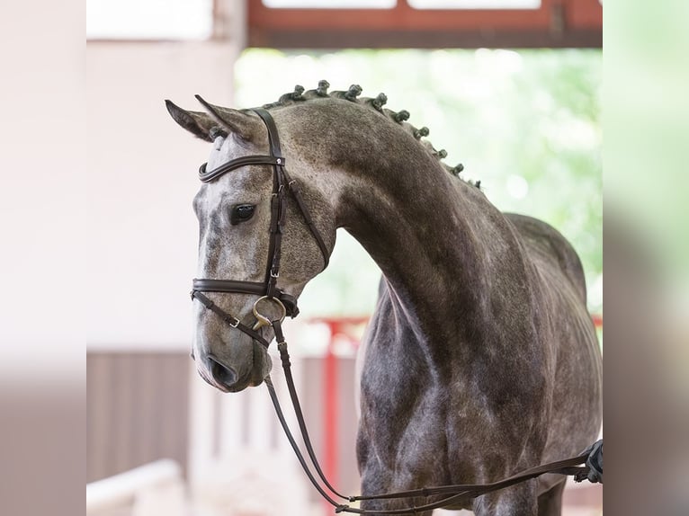 Danish Warmblood Gelding 6 years 17.1 hh Grey in Münster-Handorf