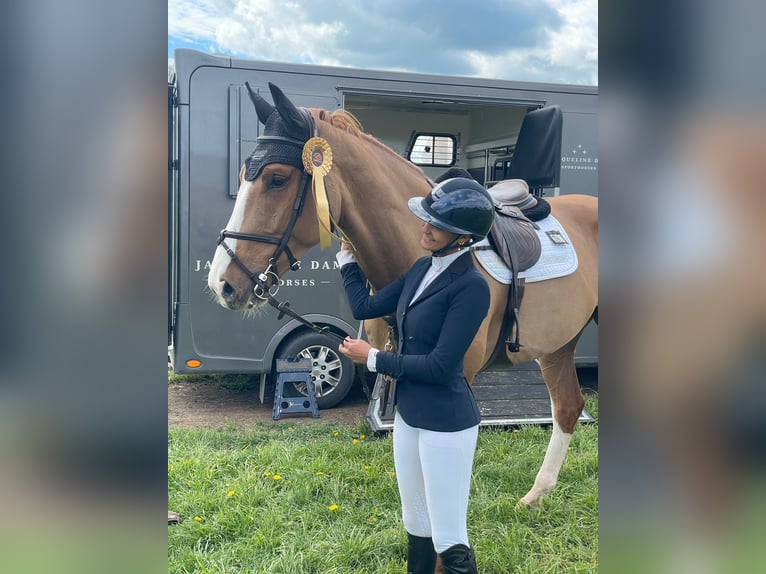 Danish Warmblood Gelding 6 years 17,2 hh Chestnut in H&#xF6;rby