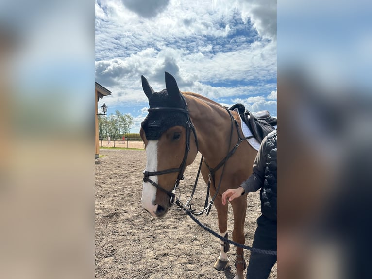 Danish Warmblood Gelding 6 years 17,2 hh Chestnut in H&#xF6;rby