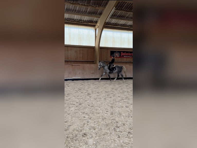 Danish Warmblood Gelding 7 years 16 hh Gray-Blue-Tan in Angelbachtal