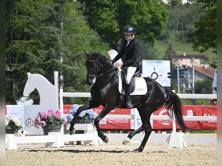 Danish Warmblood Gelding 7 years 16,1 hh Black in Groslée saint Benoit