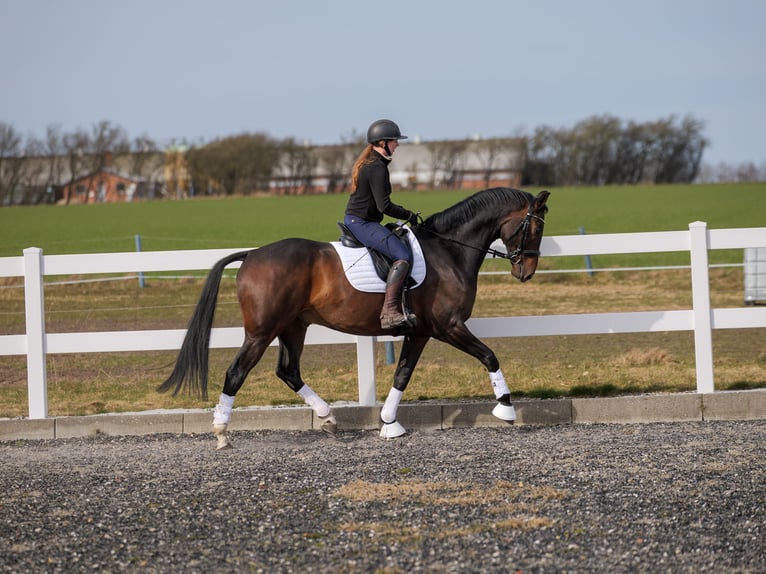 Danish Warmblood Gelding 7 years 16,2 hh Brown in Aars