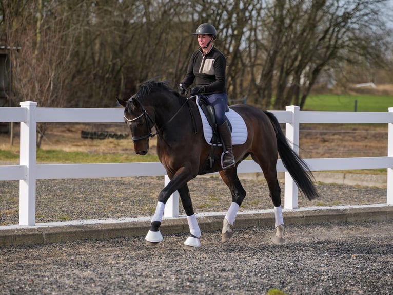 Danish Warmblood Gelding 7 years 16,2 hh Brown in Aars