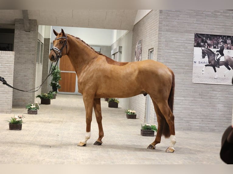 Danish Warmblood Gelding 7 years 16,2 hh Red Dun in Asperup