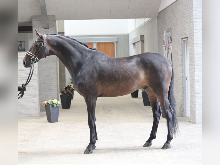 Danish Warmblood Gelding 7 years 16,3 hh Brown in Asperup