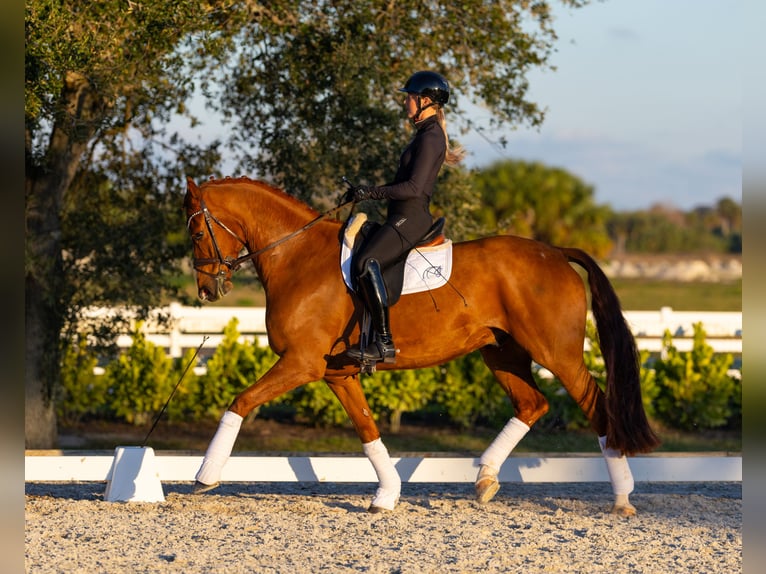 Danish Warmblood Gelding 7 years 16,3 hh Chestnut in Califon New Jersey