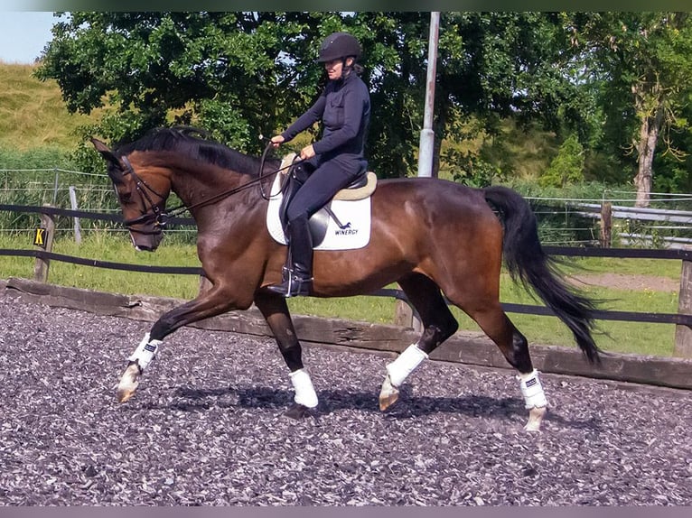 Danish Warmblood Gelding 7 years 17,3 hh Brown in Oberndorf