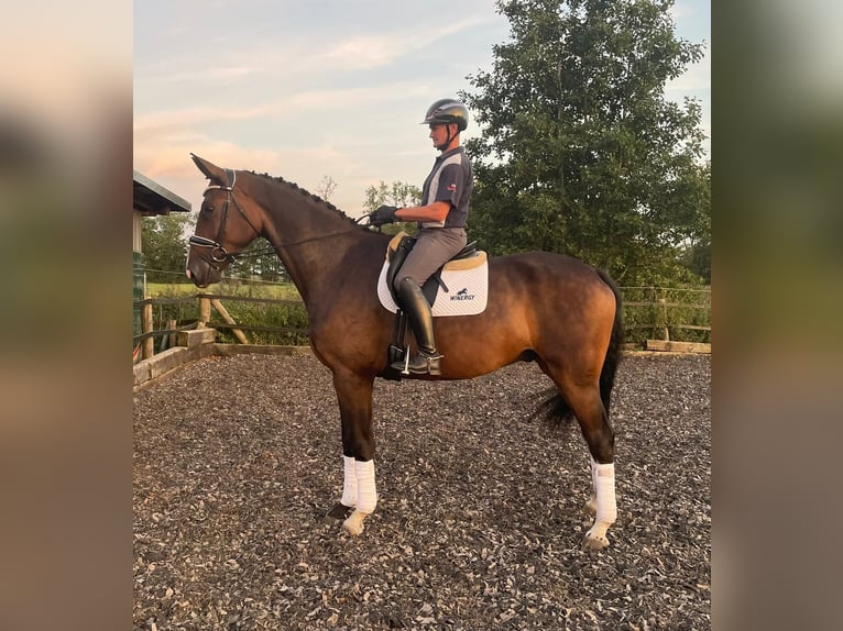 Danish Warmblood Gelding 7 years 17,3 hh Brown in Oberndorf