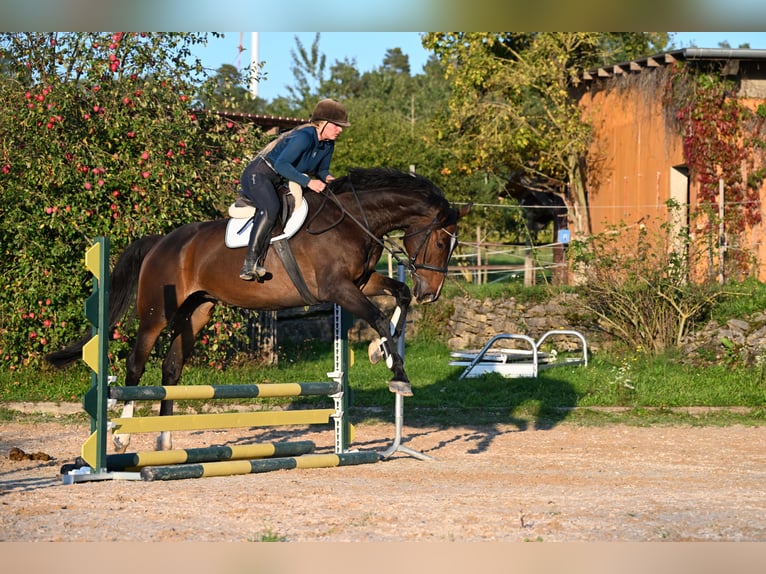 Danish Warmblood Gelding 7 years 17,1 hh Brown in Würzburg