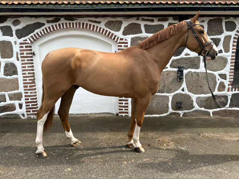Danish Warmblood Gelding 7 years 17,2 hh Chestnut in Hörby