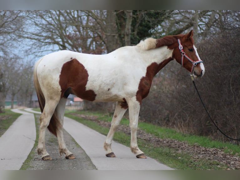 Danish Warmblood Mix Gelding 8 years 15,3 hh Pinto in Niederlangen