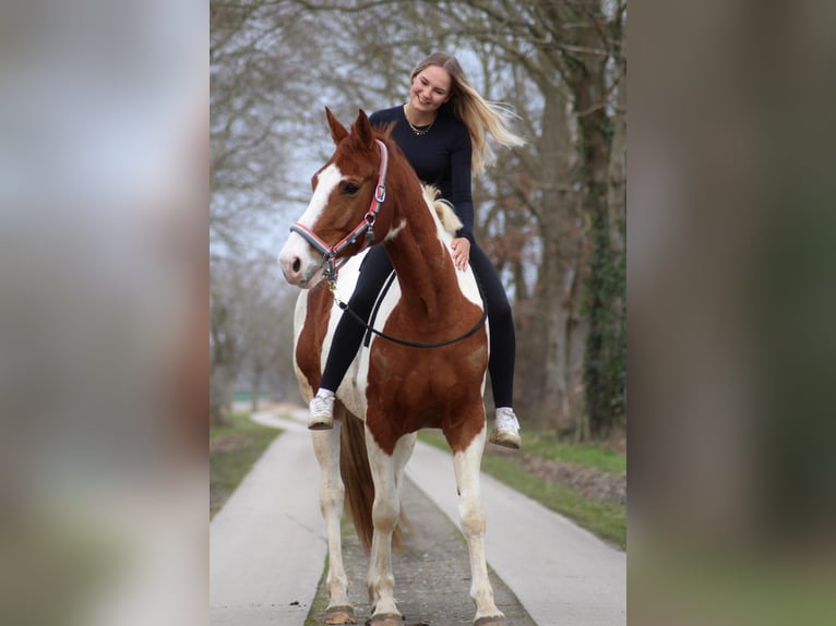 Danish Warmblood Mix Gelding 8 years 15,3 hh Pinto in Niederlangen