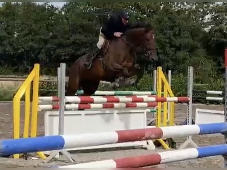 Danish Warmblood Gelding 8 years 16,3 hh Brown in Nr. Åby