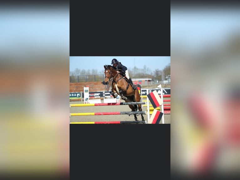 Danish Warmblood Gelding 8 years 16 hh Brown in Støvring