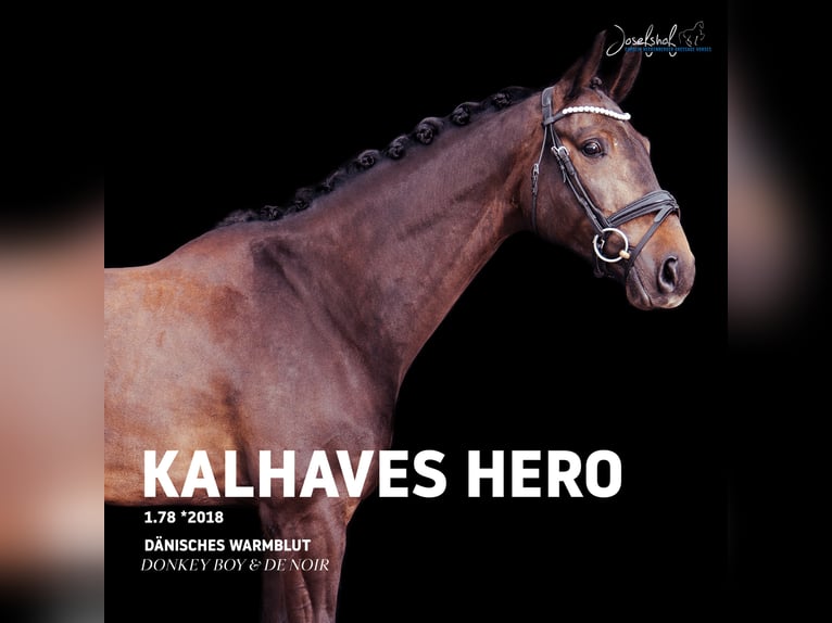 Danish Warmblood Gelding 8 years 17.1 hh Smoky-Black in Oberstadion