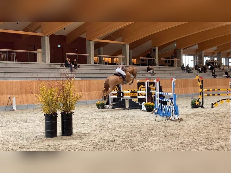 Danish Warmblood Gelding 8 years 17,2 hh Chestnut in Nr. Åby