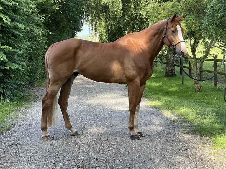 Danish Warmblood Gelding 8 years 17,2 hh Chestnut in Nr. Åby