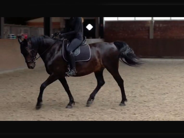 Danish Warmblood Gelding 9 years 15.3 hh Bay-Dark in Meppen