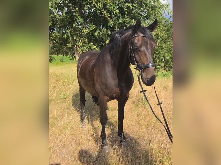 Danish Warmblood Gelding 9 years 15.3 hh Bay-Dark in Meppen