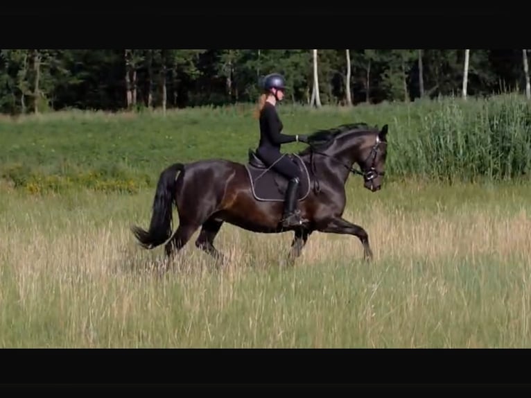 Danish Warmblood Gelding 9 years 15.3 hh Bay-Dark in Meppen