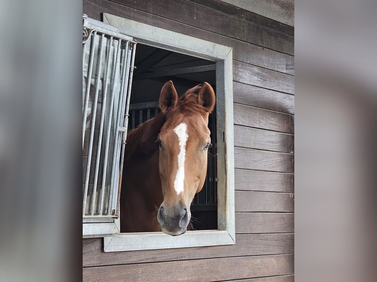 Danish Warmblood Gelding 9 years 17,2 hh Chestnut-Red in K&#xF8;ge