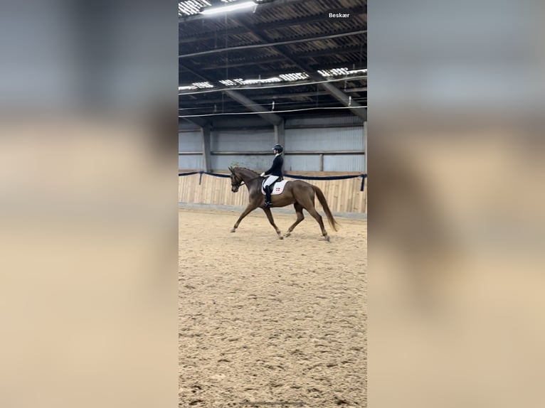 Danish Warmblood Gelding 9 years 17,2 hh Chestnut-Red in K&#xF8;ge
