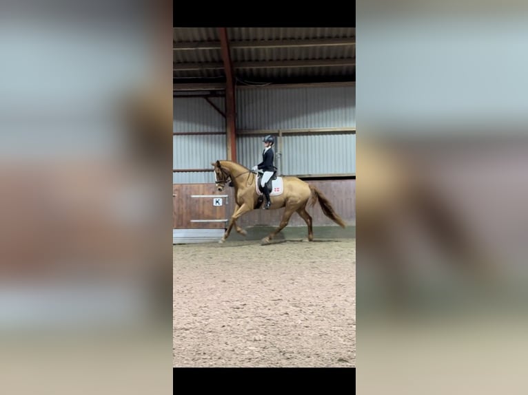 Danish Warmblood Gelding 9 years 17,2 hh Chestnut-Red in K&#xF8;ge