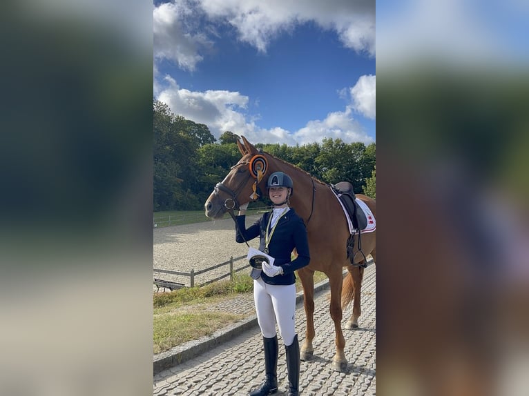 Danish Warmblood Gelding 9 years 17,2 hh Chestnut-Red in K&#xF8;ge