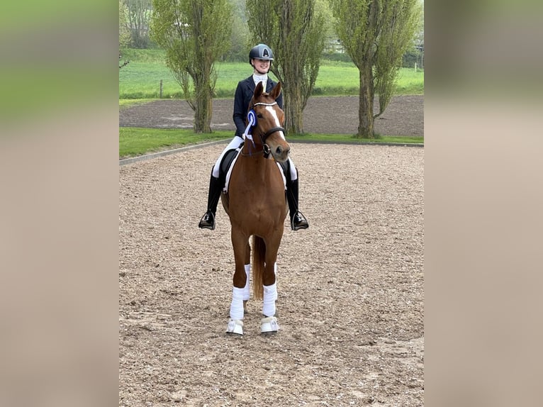 Danish Warmblood Gelding 9 years 17,2 hh Chestnut-Red in K&#xF8;ge