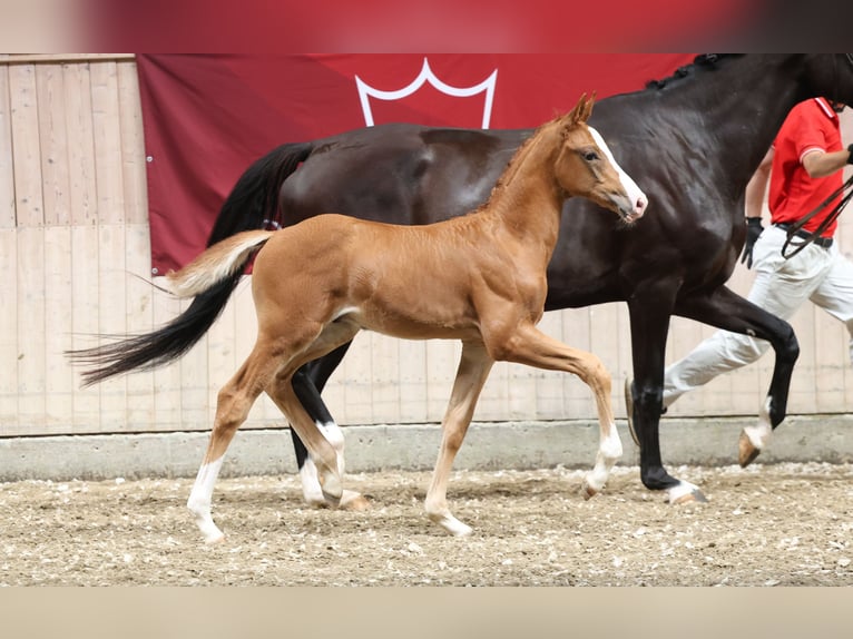 Danish Warmblood Gelding Foal (06/2025) Chestnut in Glamsbjerg