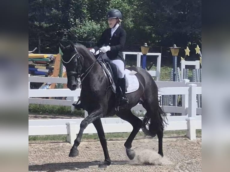 Danish Warmblood Mare 10 years 16,2 hh Black in Viborg