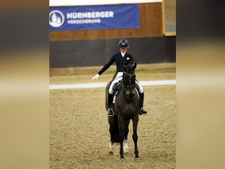 Danish Warmblood Mare 10 years 17.1 hh Bay-Dark in Pleinfeld