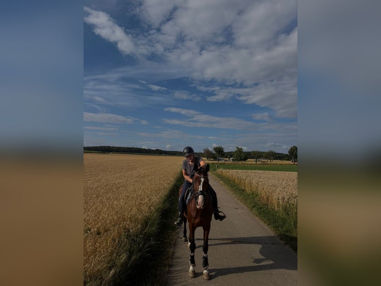 Danish Warmblood Mare 11 years 16,2 hh Brown in Walzbachtal
