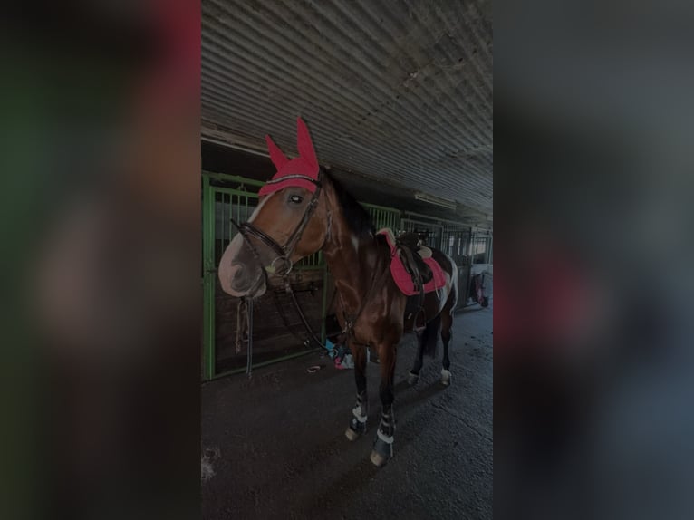 Danish Warmblood Mare 11 years 16,2 hh Brown in Walzbachtal