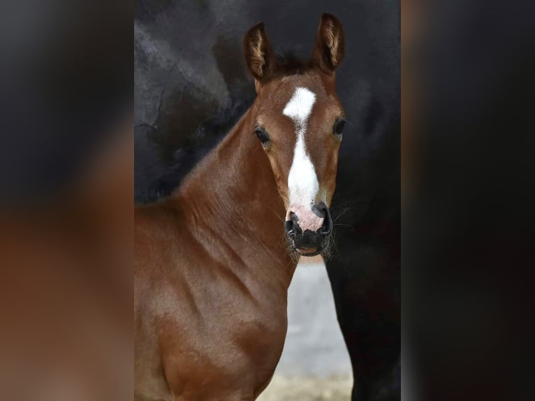 Danish Warmblood Mare 12 years 16,1 hh Bay-Dark in Randers C