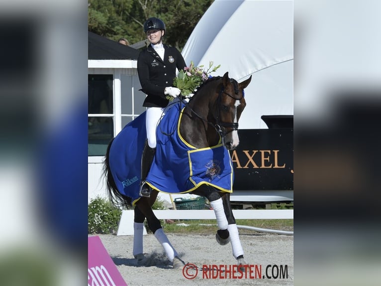 Danish Warmblood Mare 12 years 16,1 hh Bay-Dark in Randers C