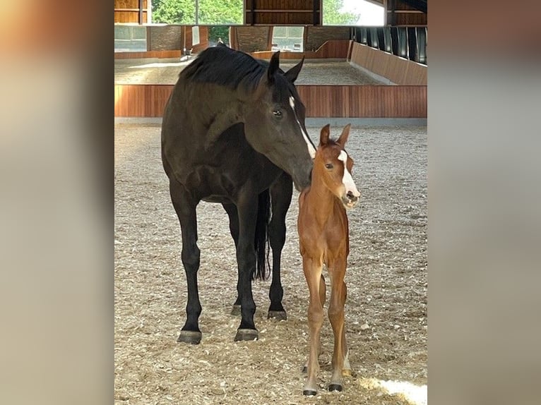 Danish Warmblood Mare 12 years 16,1 hh Bay-Dark in Randers C