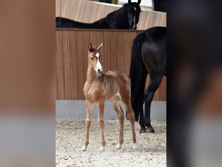 Danish Warmblood Mare 12 years 16,1 hh Bay-Dark in Randers C