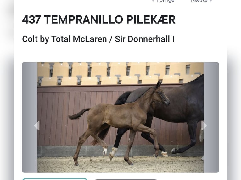 Danish Warmblood Mare 12 years 16.1 hh Black in Aabenraa