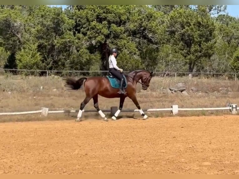 Danish Warmblood Mare 12 years 16 hh Bay in Bulverde