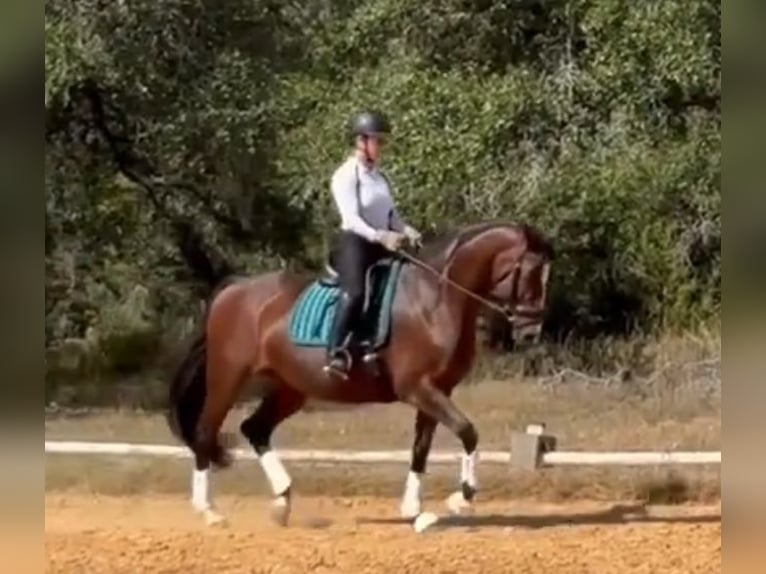 Danish Warmblood Mare 12 years 16 hh Bay in Bulverde