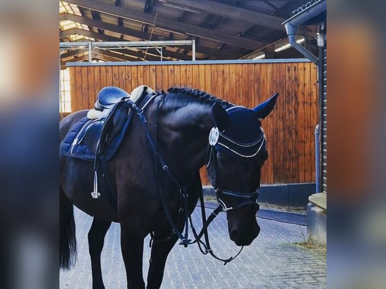 Danish Warmblood Mare 12 years 16,1 hh Bay-Dark in Mettmann