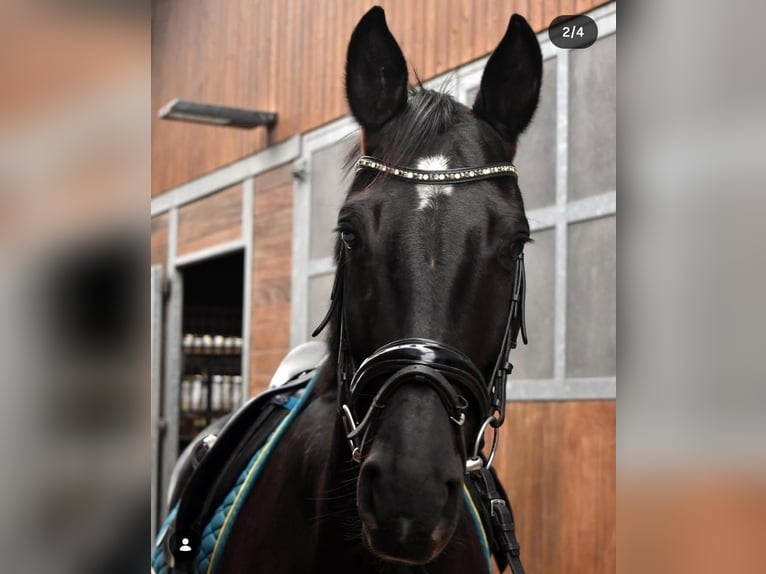 Danish Warmblood Mare 12 years 16,1 hh Bay-Dark in Mettmann