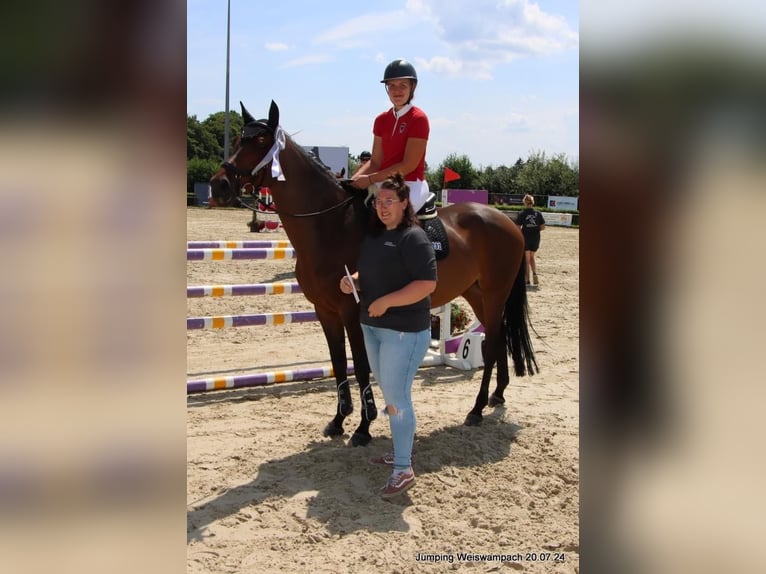 Danish Warmblood Mare 14 years 16,1 hh Brown in D&#xFC;sseldorf