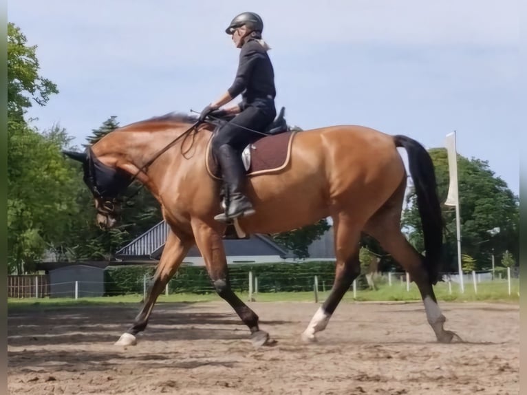 Danish Warmblood Mare 14 years 17 hh Brown in Steinbergkirche