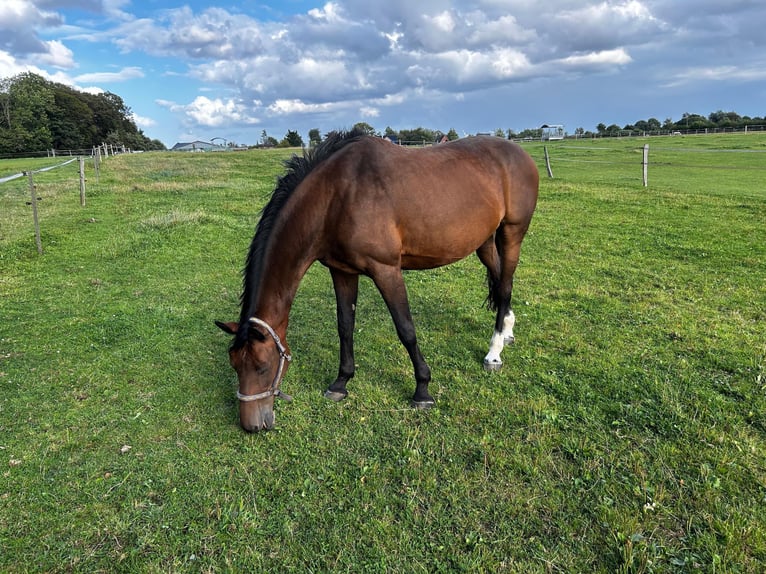 Danish Warmblood Mare 15 years 16 hh Brown in Baden-Baden