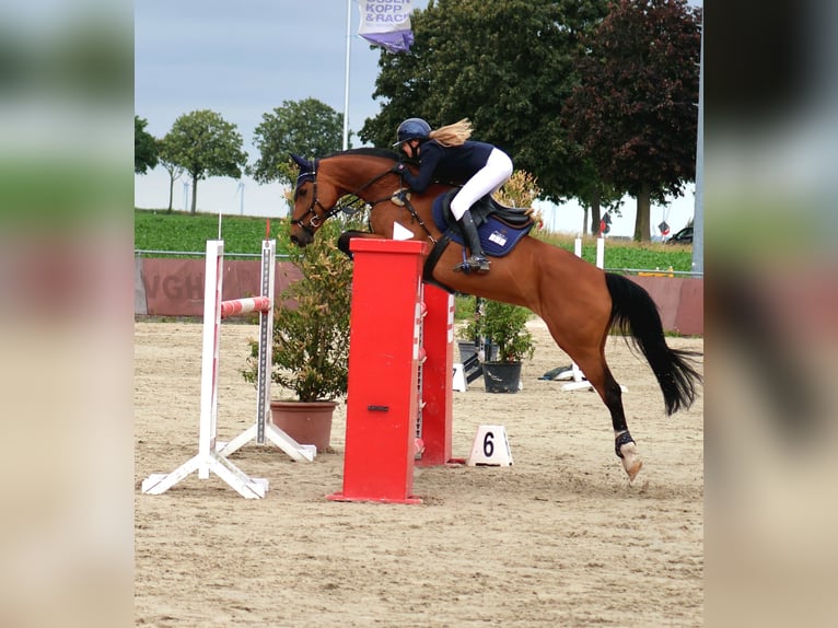 Danish Warmblood Mare 15 years 16 hh Brown in Braunschweig