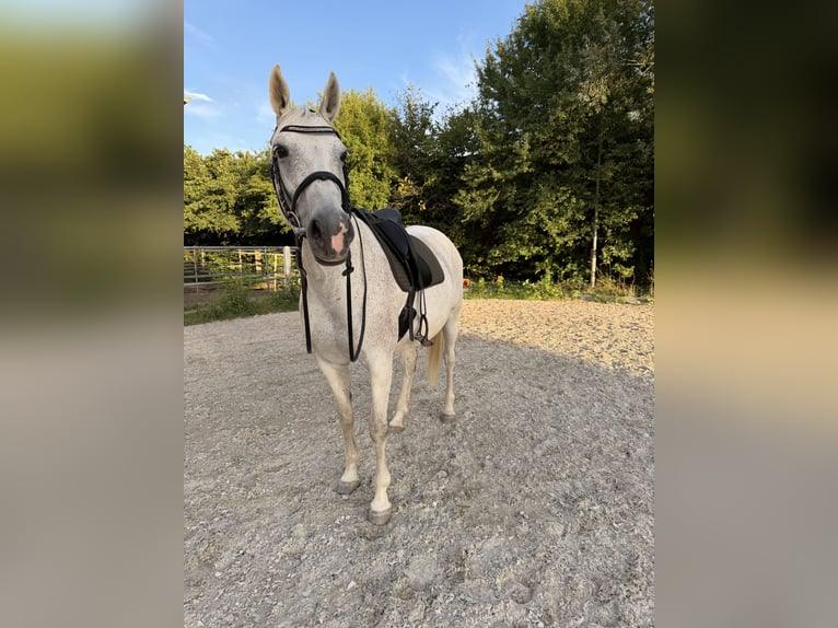 Danish Warmblood Mix Mare 15 years 16 hh Grey-Dapple in Mannheim